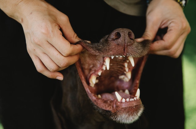 pedigree dentastix for dogs