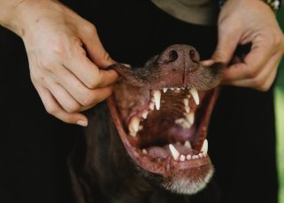 pedigree dentastix chien